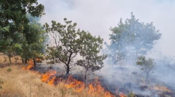 Manisa’da ormanlık alanı tehdit eden yangın