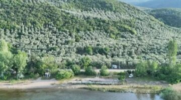 Bursa İznik’in zeytin tarlaları ilçeye renk katıyor