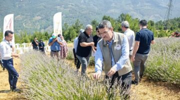 Bursa Orhaneli lavanta kokuyor