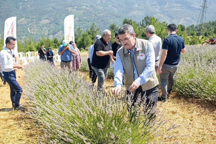 Bursa Orhaneli lavanta kokuyor