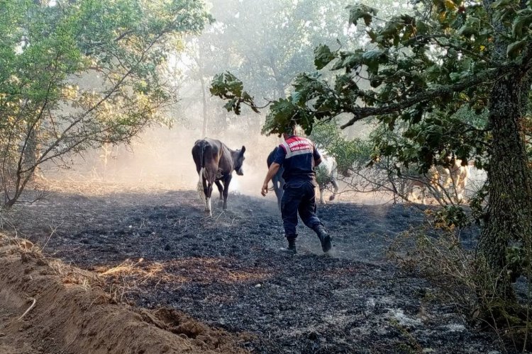 Edirne Jandarma, Lalapaşa’da yangında hayvanları kurtardı