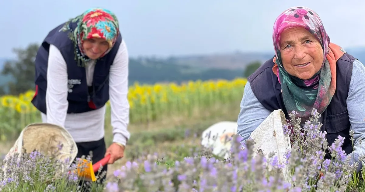 Kocaeli’de mor tarlalarda lavanta hasadı başladı