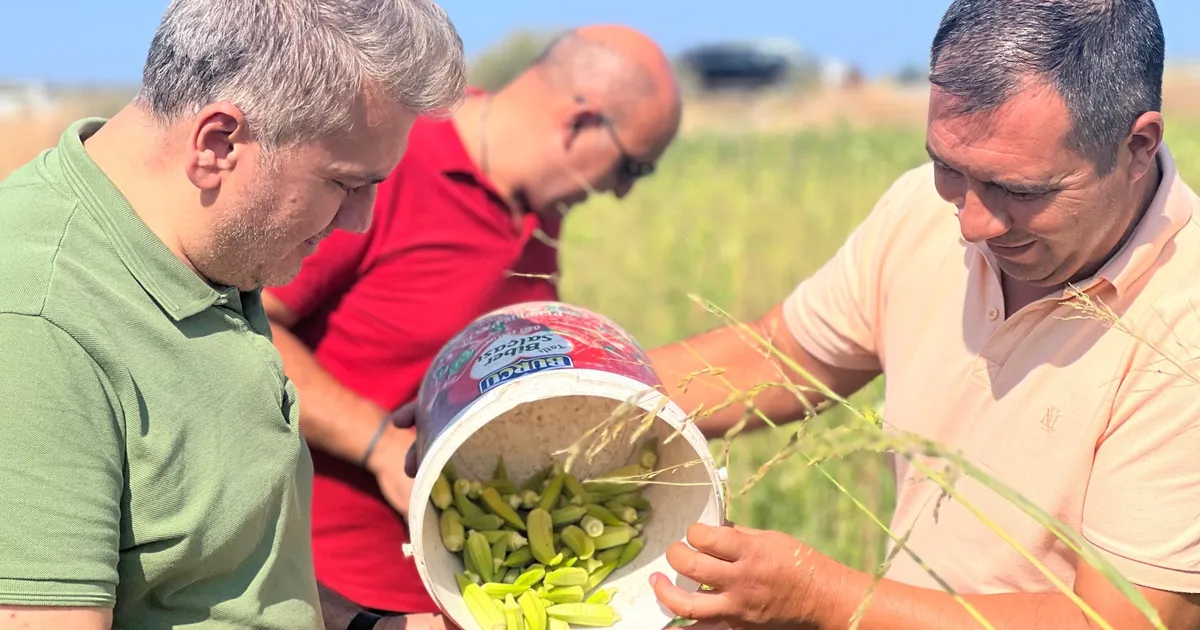 Canbey’den Balıkesir’de bamya hasadı