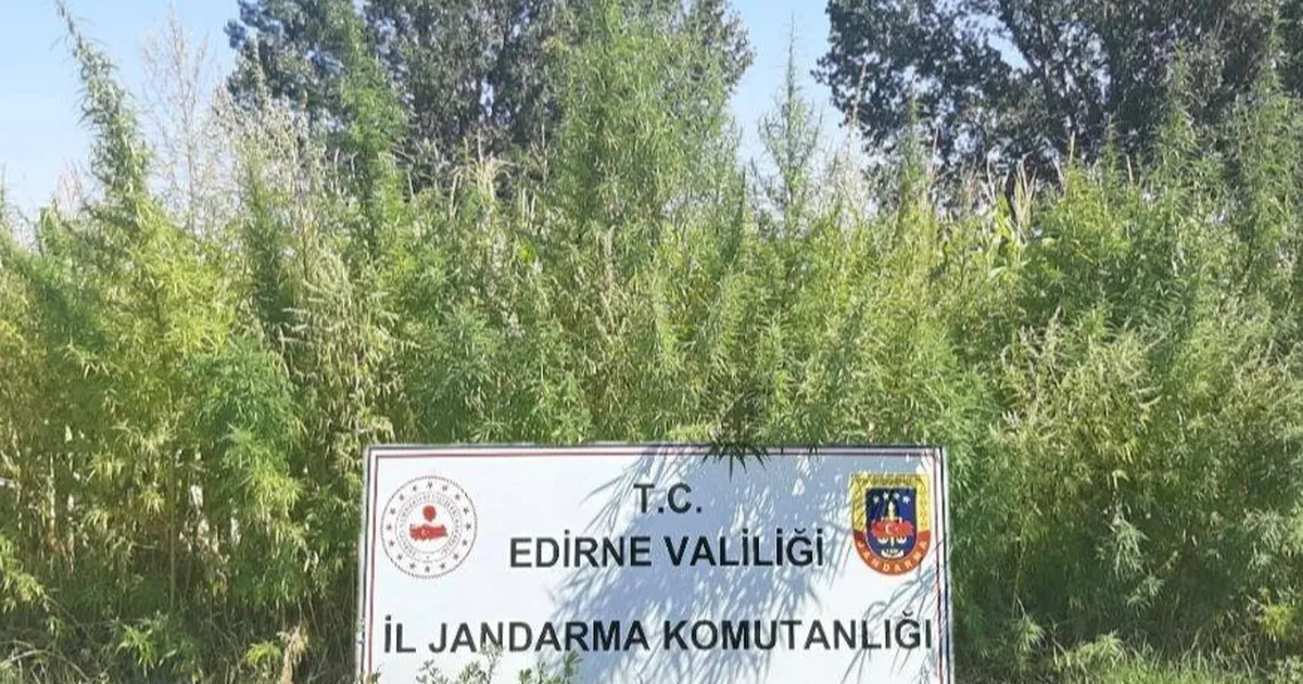 Edirne’de 159 bin kök kenevir ele geçirildi