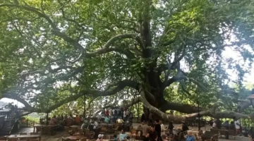 Tarihi İnkaya Çınarı turistler tarafından yoğun ilgi görüyor